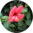 Image Google de Alexandra Curcio