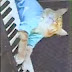 FUNNY VIDEOS: Funny Cats - Funny Cat Videos - Funny Animals