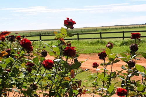 20100301 (13) (Large)