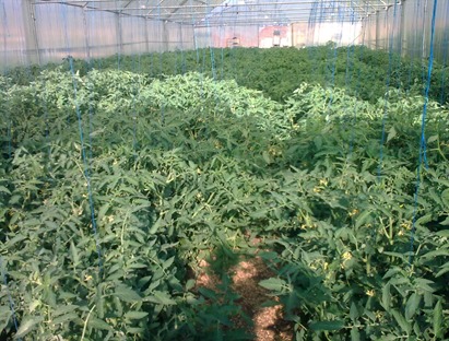 No Pruning Leads to Overgrown Tomato Plants