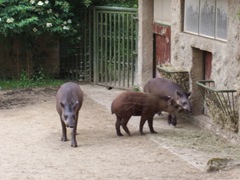 2009.05.22-025 tapirs
