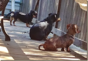 3 Doxies