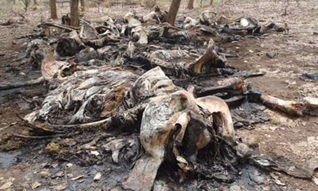 The carcasses of elephants slaughtered by poachers in Bouba Ndjida national park in northern Cameroon, in early 2012. AP
