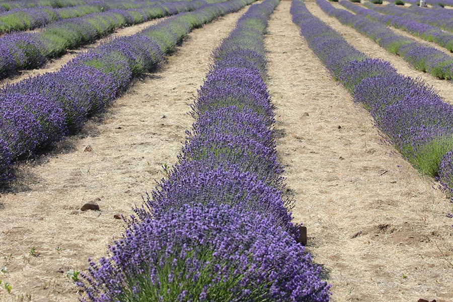 [110710_Mt_Shasta_Lavender_Farm_583.jpg]