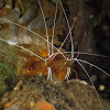 White-banded cleaner shrimp