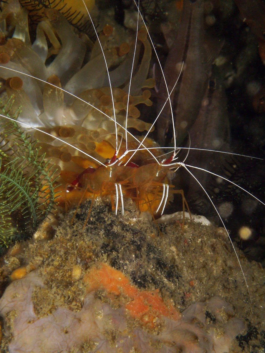 White-banded cleaner shrimp