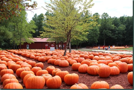 Burts Farm, pumpkin patch, Dawsonville, GA