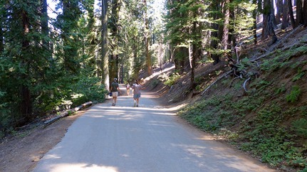 Tuolomne Grove of Giant Sequoias