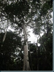 Árvore Sumaúma, floresta Amazônica. (4)