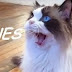 Best Cat Vines Compilation 2014 [NEW]