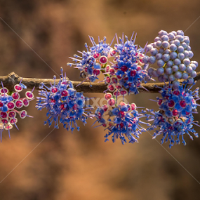 by Sanjay Nagaonkar - Flowers Flowers in the Wild
