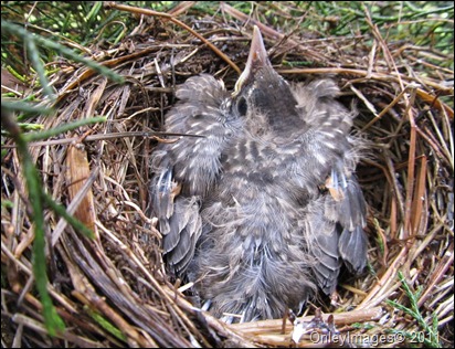 0523 baby robin (2)