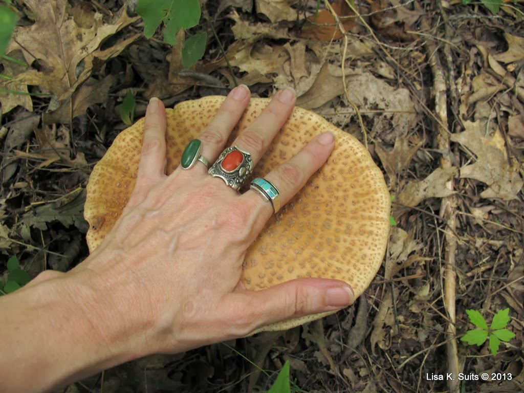 [big-blusher-with-hand3.jpg]