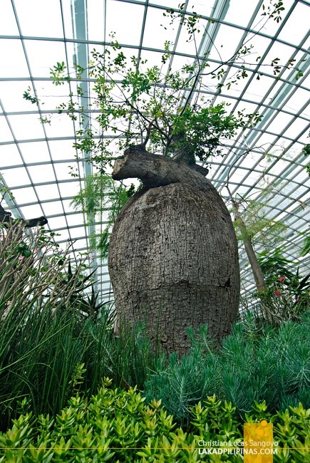 Baobabs at Singapore's Flower Dome!