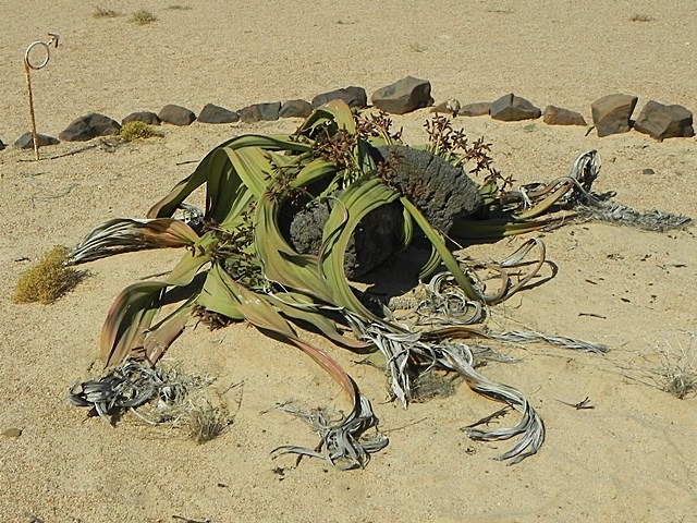 [Welwitschia_DSCN6490%255B2%255D.jpg]