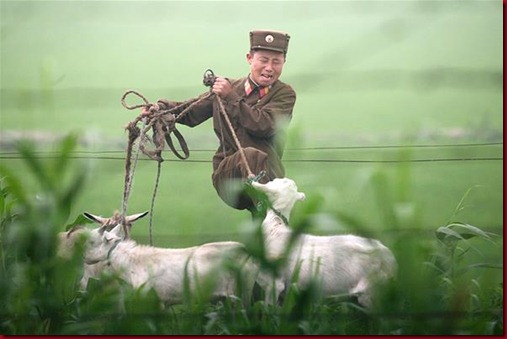 Tentara Korea Utara menendang seekor kambing