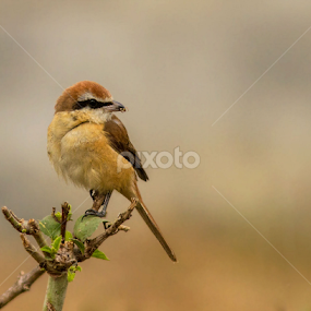 Brown Shrike by Yunus Mony - Animals Birds