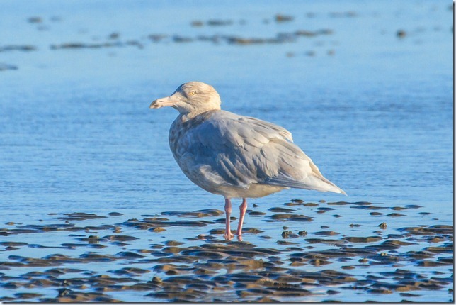 Dungeness_Glauc-3