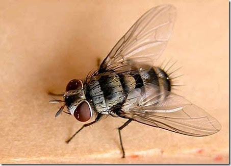 home remedies for flies_5