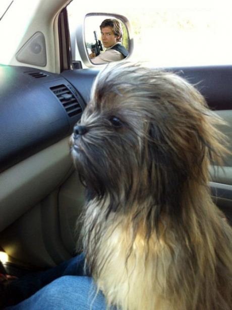 [chewbacca.gif%255B3%255D.jpg]