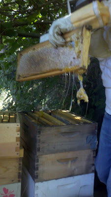 removing the honey comb, harvesting honey