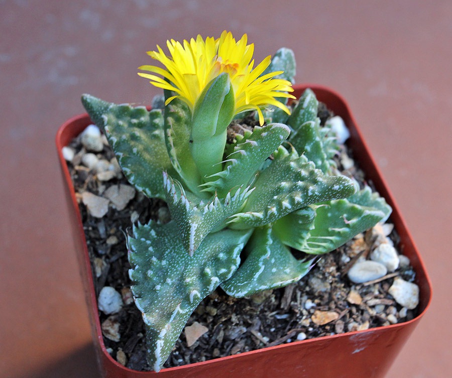 [111029_Faucaria-tuberculosa_05%255B1%255D.jpg]