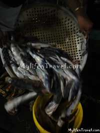 ikan Bilis di Tanjung Dawai 32