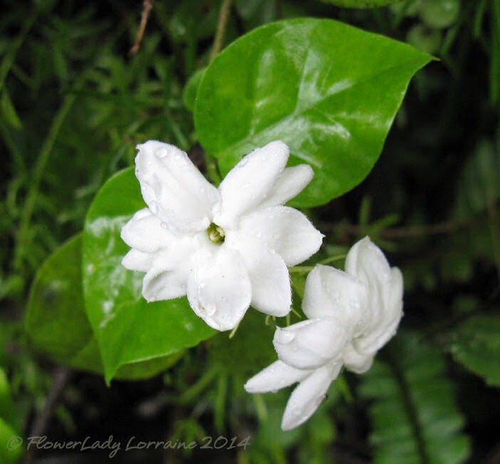 [06-14-night-blooming-jasmine%255B5%255D.jpg]