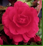 Begonia Dobrada Rosa