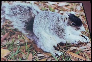 Fox Squirrel