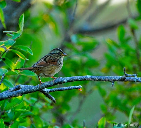 1. Swamp sparrow-kab