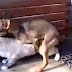 Nonstop Funny dogs &amp; cats