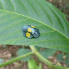 Four spots tortoise beetle