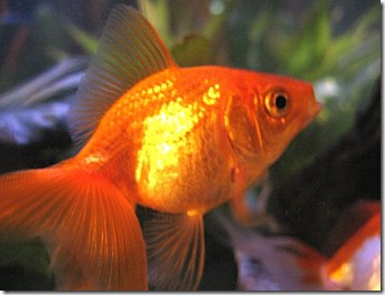 goldfish2011