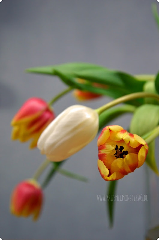 Fuchsige Tulpen (03) am FridayFlowerday