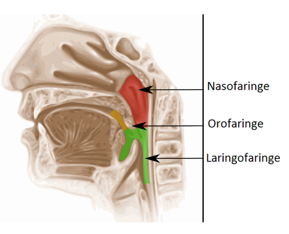 [anatomia%2520faringe%255B12%255D.png]