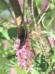 butterfly bush pink w butterfly3. 8.10.13