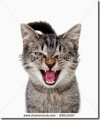 stock-photo-cute-tabby-cat-crying-with-one-eye-closed-on-white-background-68610007