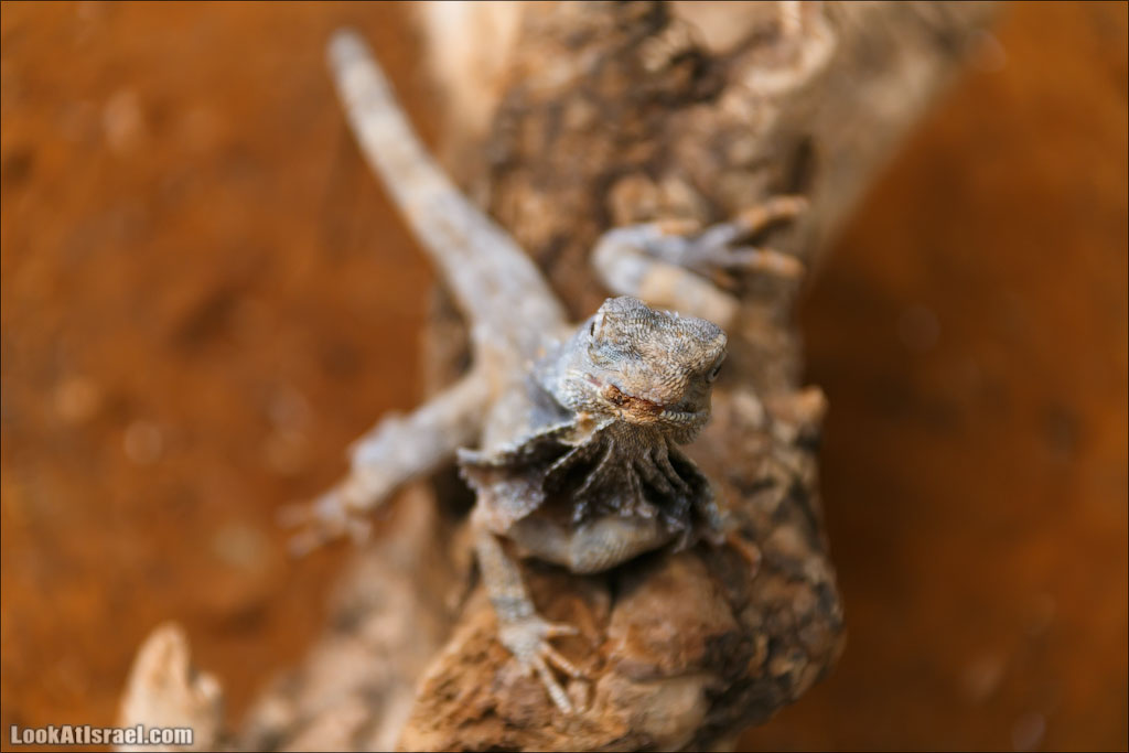 Ган Гуру - парк с кенгуру и другими австралийскими животными | Gan Guru | גן גורו | LookAtIsrael.com - Фото путешествия по Израилю