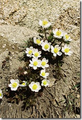 Alta Peak Trail-Drummonds Anemone-Anemone drummondii Ranunculaceae 2