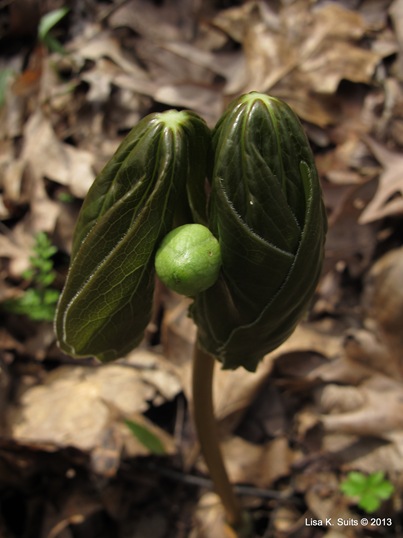 2 leaf mayapple bud low