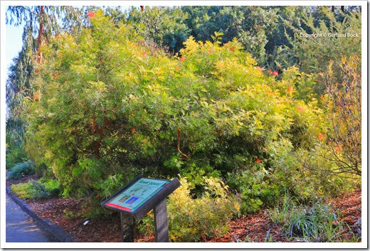 131124_UCD_Arboretum_AustralianCollection_Grevillea-Masons-Hybrid_03