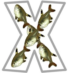 Xx xray fish