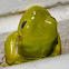 Green Tree Frog