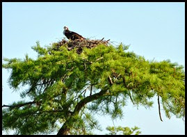 07 - First Osprey Nest - paddled up close
