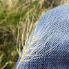 Medusa head grass