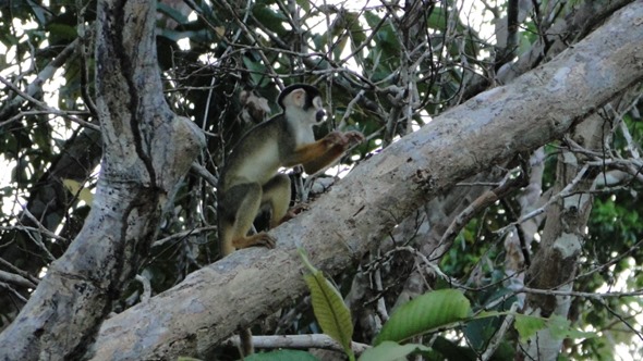 Macaco de cheiro da cara preta