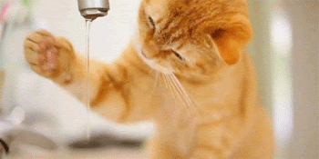 %ACat.gif
