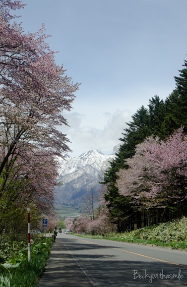 2013-05-25 Sakura 035