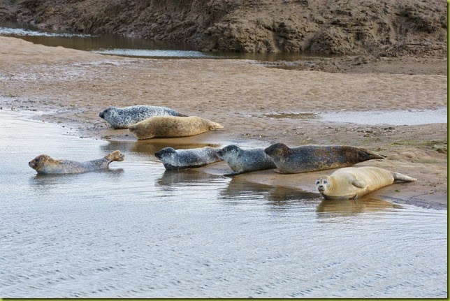 Seals on the beach at RSPB Titchwell Marsh Norfolk